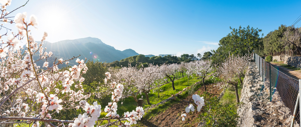 Paisaje de Mallorca